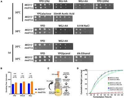 Possible Role for Allelic Variation in Yeast MED15 in Ecological Adaptation